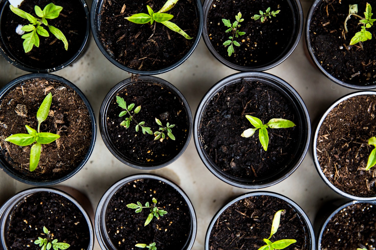 The Spiritual Benefits of Growing Plants
