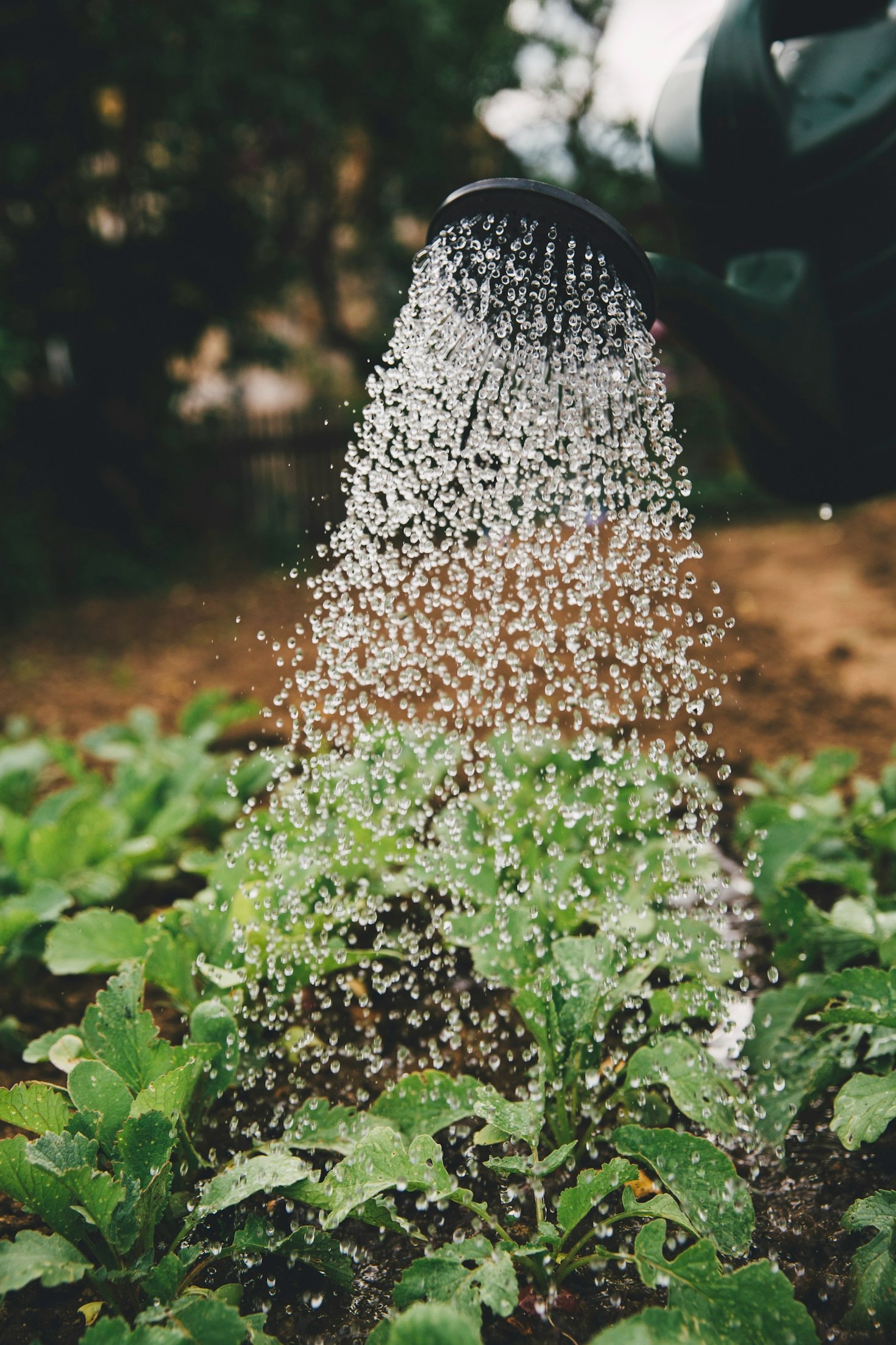 Top Gardening Practices Inspired by Scripture