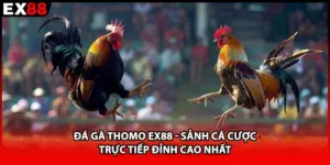Đá gà thomo