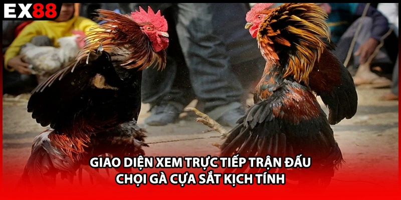 Giao diện xem trực tiếp trận đấu chọi gà cựa sắt kịch tính
